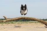 BORDER COLLIE 481